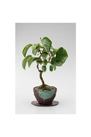 Nadir Ithal Bodur Kivi Bonzai Ağacı Tohumu 5 Tohum Bonsai Tohumu
