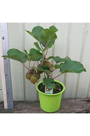 Nadir Ithal Bodur Kivi Bonzai Ağacı Tohumu 5 Tohum Bonsai Tohumu