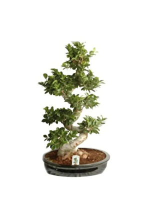Nadir Ithal Bodur Hambeles Bonzai Ağacı Tohumu 5 Tohum Bonsai Tohumu