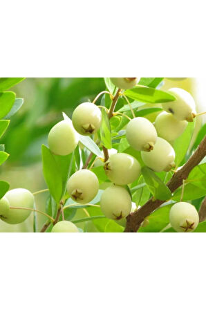 Nadir Ithal Bodur Hambeles Bonzai Ağacı Tohumu 5 Tohum Bonsai Tohumu