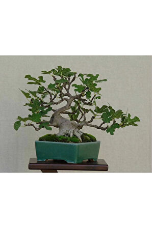 Nadir Ithal Bodur Hambeles Bonzai Ağacı Tohumu 5 Tohum Bonsai Tohumu