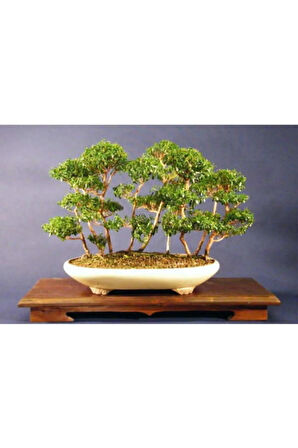 Nadir Ithal Bodur Hambeles Bonzai Ağacı Tohumu 5 Tohum Bonsai Tohumu