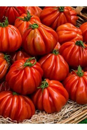 Nadir Dev Italyan Pileli Domates Tohumu 5 Tohum Antik Domates