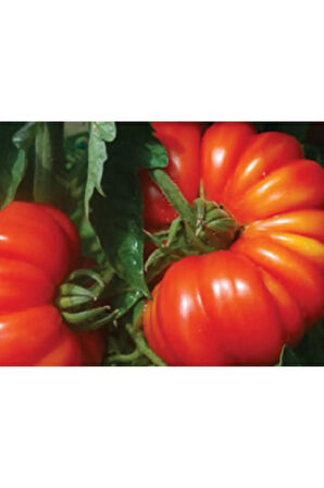 Nadir Dev Italyan Pileli Domates Tohumu 5 Tohum Antik Domates
