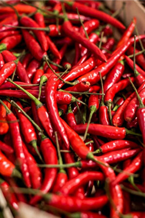 Nadir Acı Wyang Ping Mayanmar Biber Tohumu Ekim Seti 5 Tohum Saksı Toprak Kombin