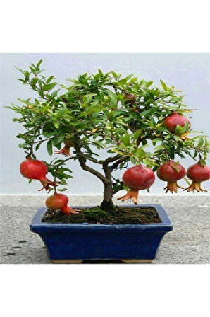 Nadir Ithal Bodur Nar Bonzai Ağacı Tohumu 5 Tohum Bonsai Tohumu