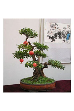 Nadir Ithal Bodur Nar Bonzai Ağacı Tohumu 5 Tohum Bonsai Tohumu