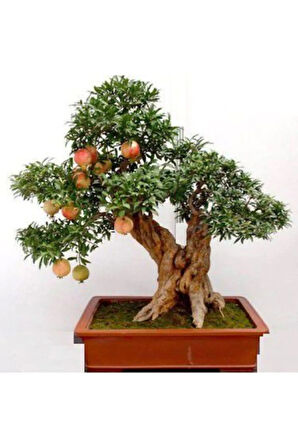Nadir Ithal Bodur Nar Bonzai Ağacı Tohumu 5 Tohum Bonsai Tohumu