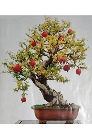 Nadir Ithal Bodur Nar Bonzai Ağacı Tohumu 5 Tohum Bonsai Tohumu