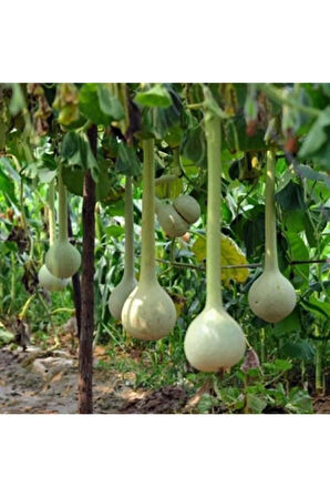 Nadir Uzun Su Kabağı Tohumu Ekim Seti 3 Tohum Kabak Tohumu Saksı Toprak Kombin
