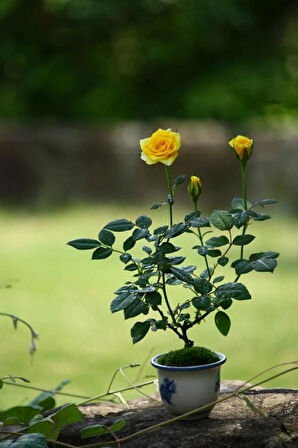 Nadir Ithal Bodur Sarı Gül Bonzai Ağacı Tohumu Ekim Seti 5 Tohum Saksı Toprak Kombin