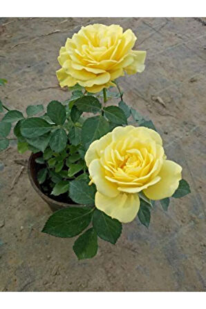 Nadir Ithal Bodur Sarı Gül Bonzai Ağacı Tohumu Ekim Seti 5 Tohum Saksı Toprak Kombin