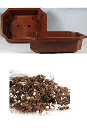 Nadir Ithal Bodur Sarı Gül Bonzai Ağacı Tohumu Ekim Seti 5 Tohum Saksı Toprak Kombin