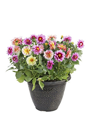 Nadir Ithal Karışık Dahlia Çiçeği Tohumu Dinnerplate Çiçek Tohumu 5 Tohum