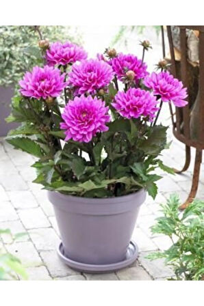 Nadir Ithal Karışık Dahlia Çiçeği Tohumu Dinnerplate Çiçek Tohumu 5 Tohum