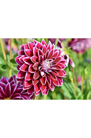 Nadir Ithal Karışık Dahlia Çiçeği Tohumu Dinnerplate Çiçek Tohumu 5 Tohum