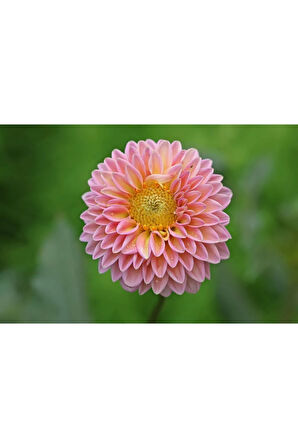 Nadir Ithal Karışık Dahlia Çiçeği Tohumu Dinnerplate Çiçek Tohumu 5 Tohum