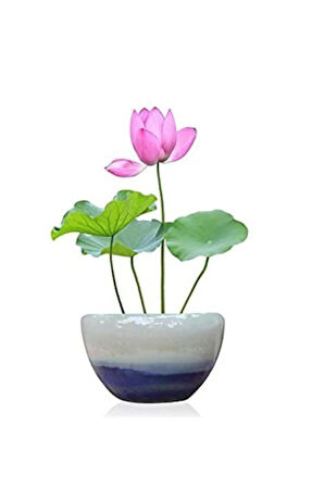 Nadir Ithal Lotus Tohumu 3 Tohum Lotus Çiçeği Tohumu Nilüfer Tohumu Su Zambağı Tohumu Zambak Tohumu