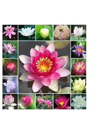 Nadir Ithal Lotus Tohumu 3 Tohum Lotus Çiçeği Tohumu Nilüfer Tohumu Su Zambağı Tohumu Zambak Tohumu