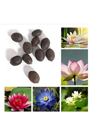 Nadir Ithal Lotus Tohumu 3 Tohum Lotus Çiçeği Tohumu Nilüfer Tohumu Su Zambağı Tohumu Zambak Tohumu