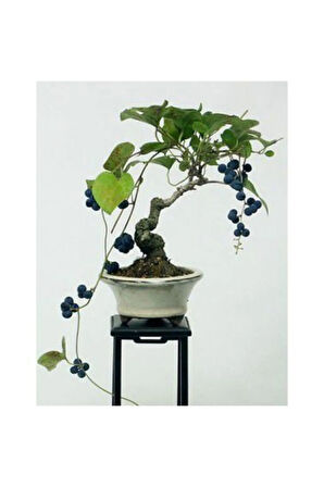 Nadir Ithal Blueberry Bonzai Ağacı Tohumu 5 Tohum Bonsai Tohumu