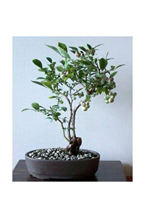 Nadir Ithal Blueberry Bonzai Ağacı Tohumu 5 Tohum Bonsai Tohumu