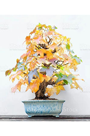 Nadir Ithal Bodur Liquidambar Bonzai Ağacı Tohumu 5 Tohum Bonsai Tohumu
