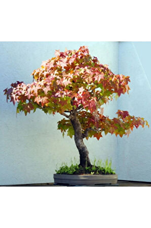Nadir Ithal Bodur Liquidambar Bonzai Ağacı Tohumu 5 Tohum Bonsai Tohumu