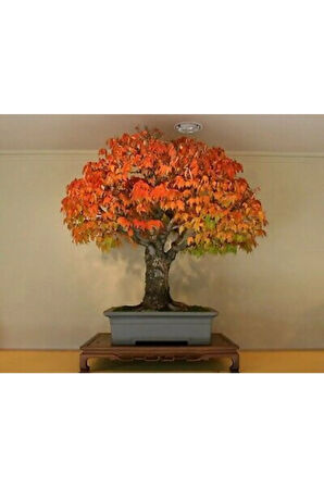 Nadir Ithal Bodur Liquidambar Bonzai Ağacı Tohumu 5 Tohum Bonsai Tohumu