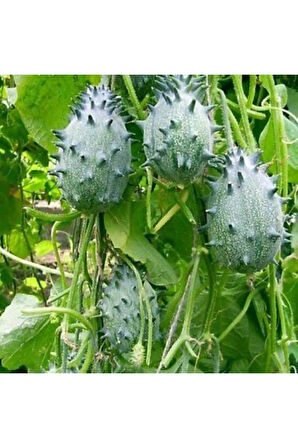 Ithal Nadir Kiwano Tohumu Ekim Seti Kivano Meyvesi Tohumu 5 Tohum Saksı Toprak Kombin