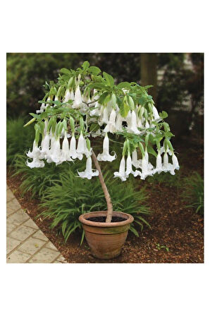 Beyaz Angel Trumpet Tohumu Ekim Seti 3 Tohum Meleklerin Borozanı Çiçeği Tohumu Saksı Toprak Kombin
