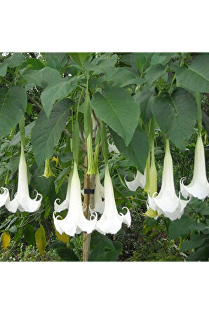 Beyaz Angel Trumpet Tohumu Ekim Seti 3 Tohum Meleklerin Borozanı Çiçeği Tohumu Saksı Toprak Kombin
