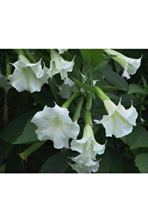 Beyaz Angel Trumpet Tohumu Ekim Seti 3 Tohum Meleklerin Borozanı Çiçeği Tohumu Saksı Toprak Kombin