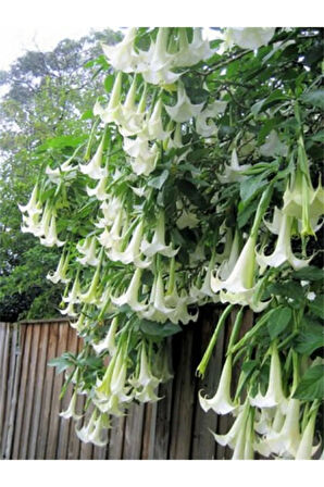 Beyaz Angel Trumpet Tohumu Ekim Seti 3 Tohum Meleklerin Borozanı Çiçeği Tohumu Saksı Toprak Kombin