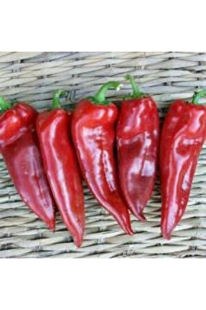 Közlemelik Kırmızı Biber Tohumu Ekim Seti Tatlı Biber Tohumu 20 Tohum Saksı Toprak Kombin