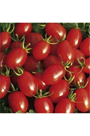 Nadir Zeytin Domates Tohumu Ekim Seti 10 Tohum Zeytin Domatesi Tohumu Saksı Toprak Kombin