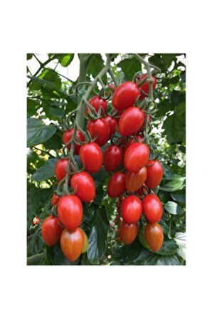 Nadir Zeytin Domates Tohumu Ekim Seti 10 Tohum Zeytin Domatesi Tohumu Saksı Toprak Kombin