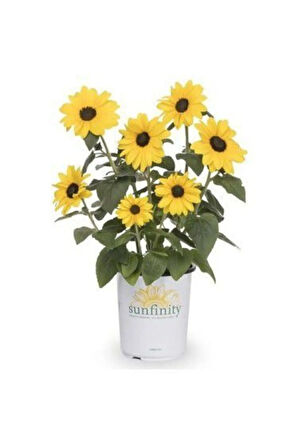 Süs Ayçiçeği Tohumu Ekim Seti 5 Tohum Çiçek Tohumu Saksı Toprak Kombin