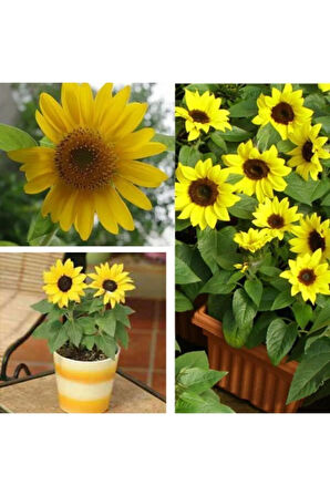 Süs Ayçiçeği Tohumu Ekim Seti 5 Tohum Çiçek Tohumu Saksı Toprak Kombin