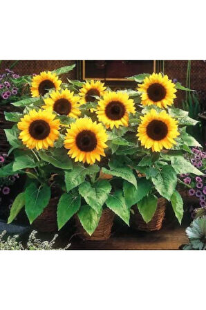 Süs Ayçiçeği Tohumu Ekim Seti 5 Tohum Çiçek Tohumu Saksı Toprak Kombin