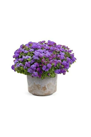 Nadir Ithal Ageratum Çiçeği Tohum 10 Tohum Çiçek Tohumu