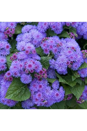 Nadir Ithal Ageratum Çiçeği Tohum 10 Tohum Çiçek Tohumu