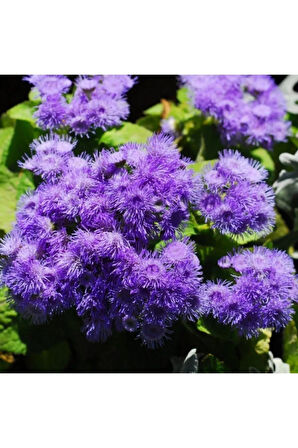 Nadir Ithal Ageratum Çiçeği Tohum 10 Tohum Çiçek Tohumu
