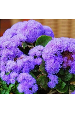 Nadir Ithal Ageratum Çiçeği Tohum 10 Tohum Çiçek Tohumu