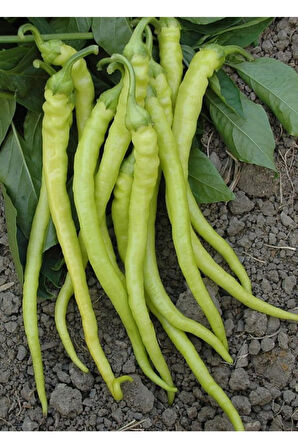 Acı Golden Cayenne Biber Tohumu Sarı Sivri Biber 10 Tohum