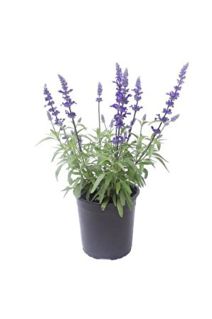 Eko Paket 35 Tohum Nadir Ada Çayı Tohumu Adaçayı Tohumu