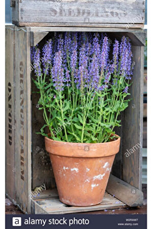 Eko Paket 35 Tohum Nadir Ada Çayı Tohumu Adaçayı Tohumu