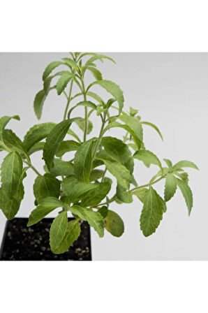 Saksılık Stevia Tohumu Ekim Seti 5 Tohum Şekerotu Tohumu Saksı Toprak Kombin