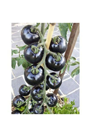 Nadir Ithal Siyah Domates Tohumu Black Tomato 5 Tohum