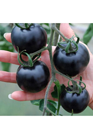 Nadir Ithal Siyah Domates Tohumu Black Tomato 5 Tohum